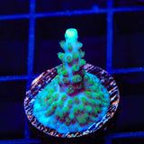 TSA Sprocket Acropora Coral