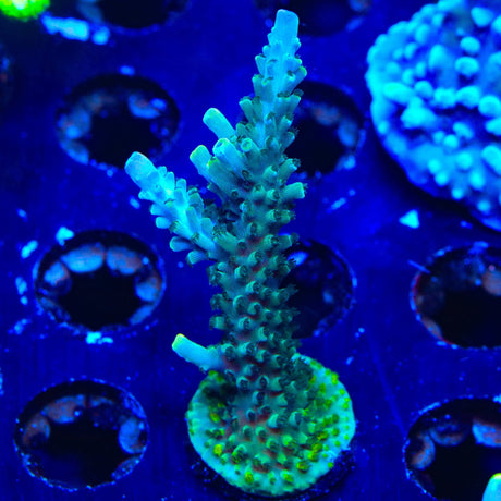 TSA Sprocket Acropora XL Frag Coral