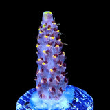 TSA Spyro the Dragon Acropora Coral