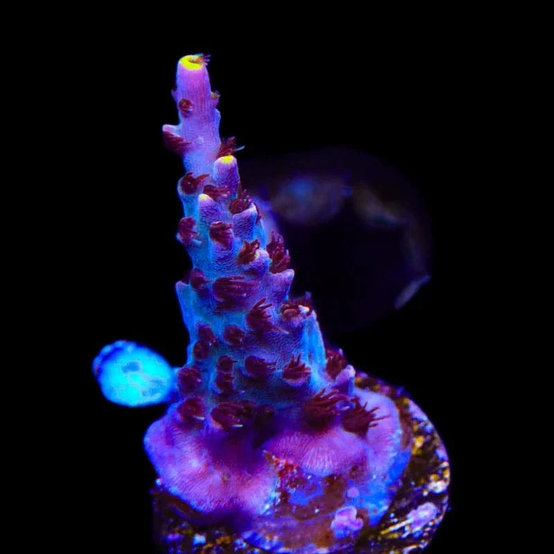 TSA Spyro the Dragon Acropora Coral