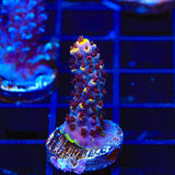 TSA Spyro the Dragon Acropora Coral