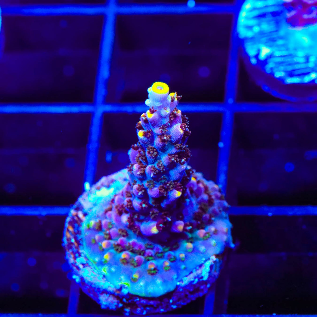 TSA Spyro the Dragon Acropora Coral