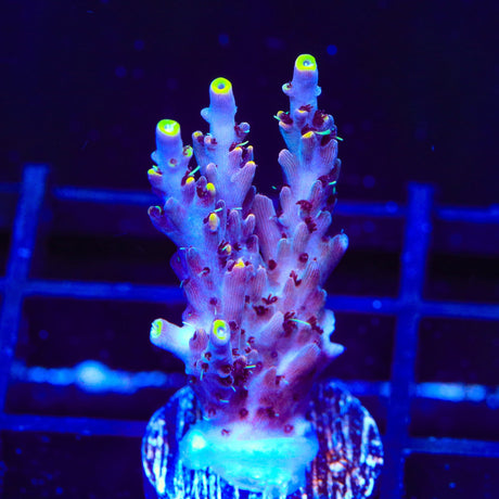TSA Spyro the Dragon Acropora Coral