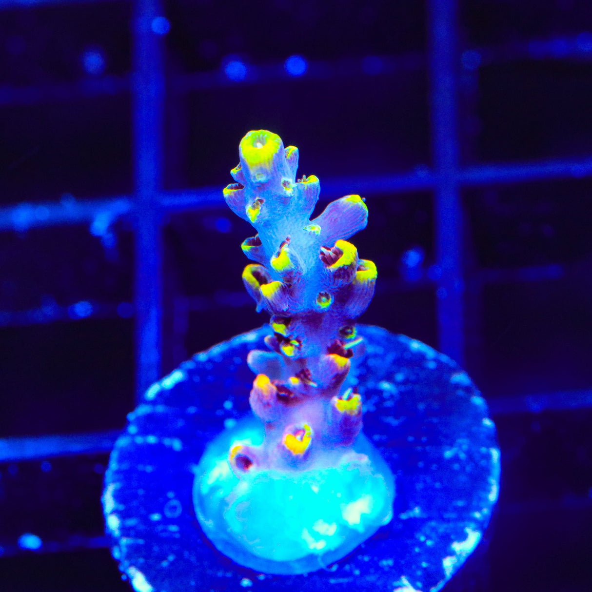 TSA Spyro the Dragon Acropora Coral