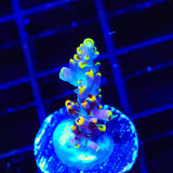 TSA Spyro the Dragon Acropora Coral