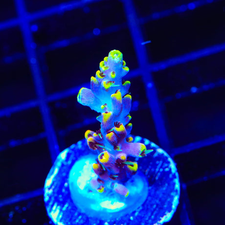 TSA Spyro the Dragon Acropora Coral