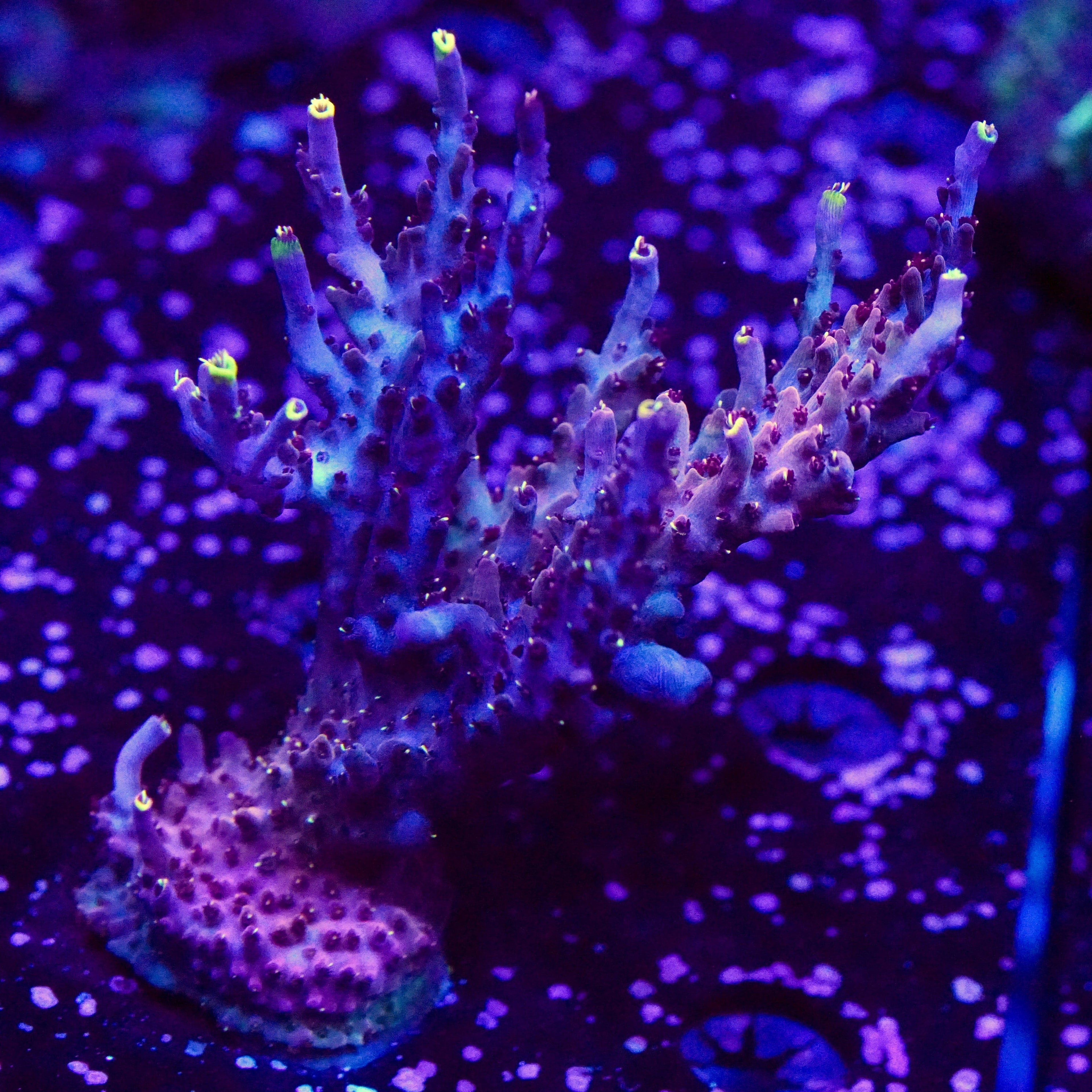 TSA Spyro the Dragon Acropora Coral XL