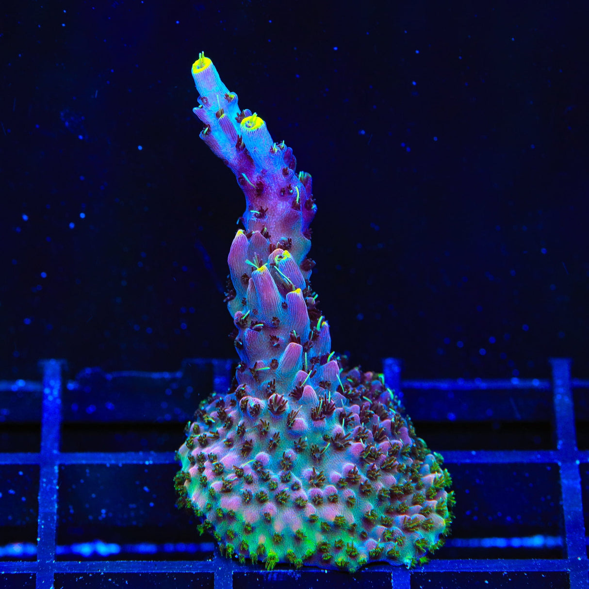 TSA Spyro the Dragon Acropora XL Frag Coral