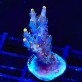 TSA Spyro the Dragon Acropora XL Frag Coral