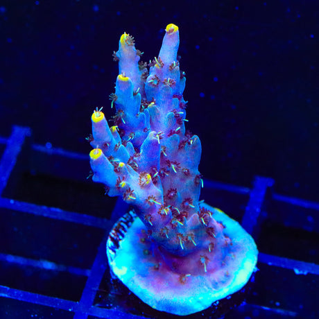 TSA Spyro the Dragon Acropora XL Frag Coral