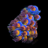 TSA Stan Lee Acropora Coral