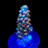 TSA Stan Lee Acropora Coral