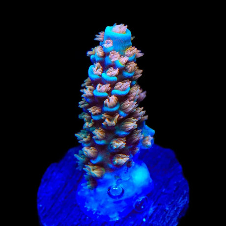 TSA Stan Lee Acropora Coral