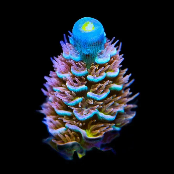 TSA Stan Lee Acropora Coral