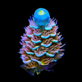 TSA Stan Lee Acropora Coral