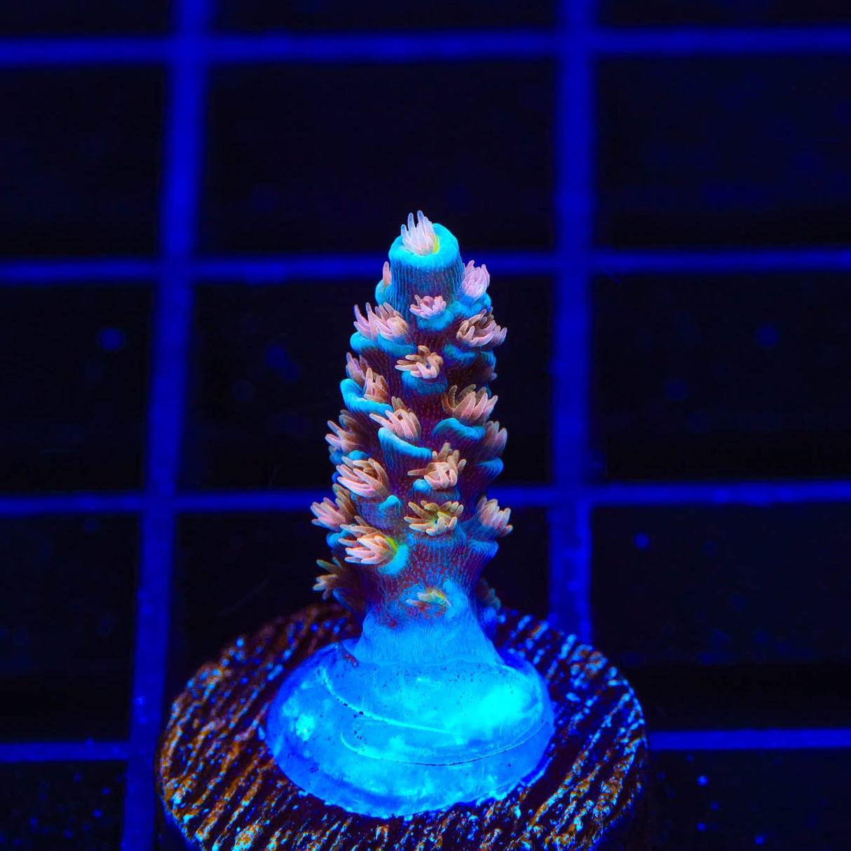 TSA Stan Lee Acropora Coral