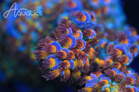 TSA Stan Lee Tenuis Acropora Coral