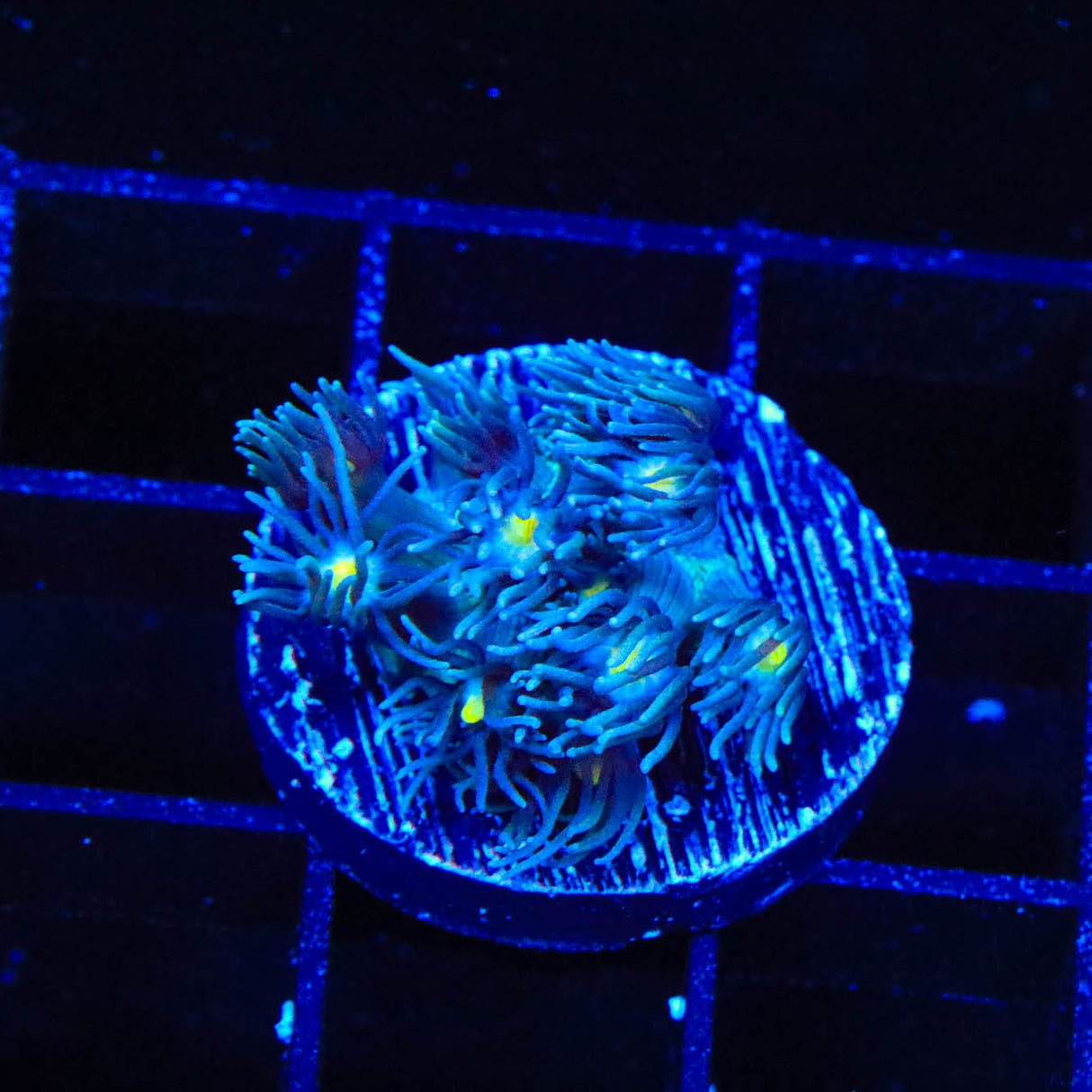 TSA Star Gazer Goniopora Coral