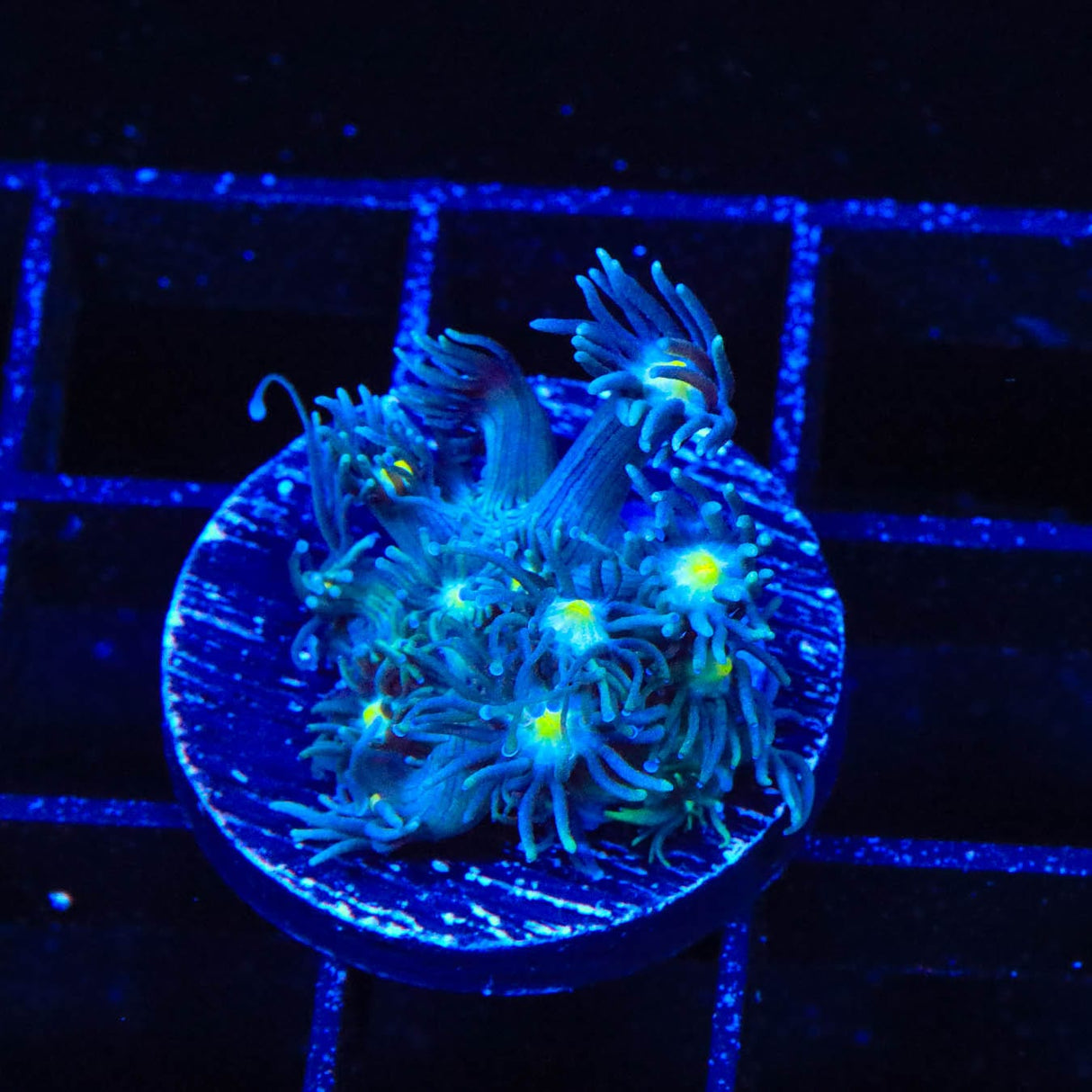 TSA Star Gazer Goniopora Coral