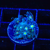 TSA Star Gazer Goniopora Coral
