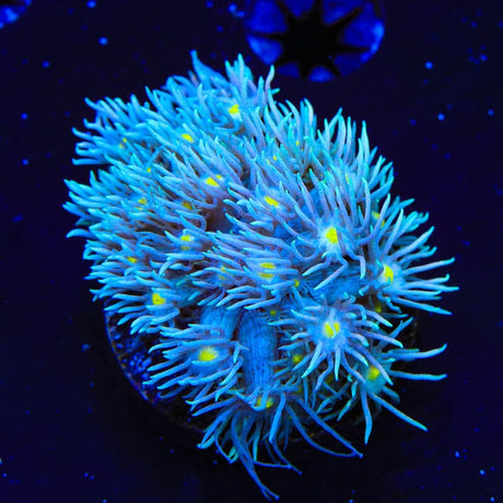 TSA Star Gazer Goniopora Coral