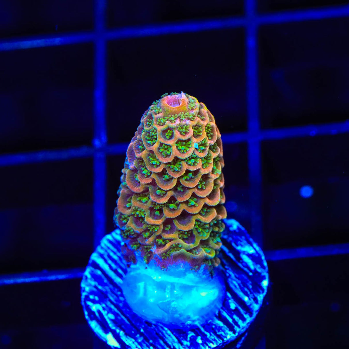 TSA Starburst Scream Spathulata Acropora Coral