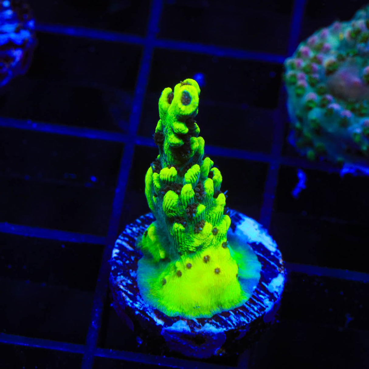 TSA Starlight Acropora Coral