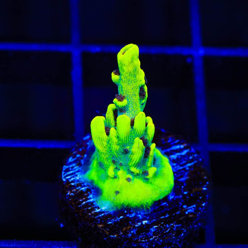 TSA Starlight Acropora Coral