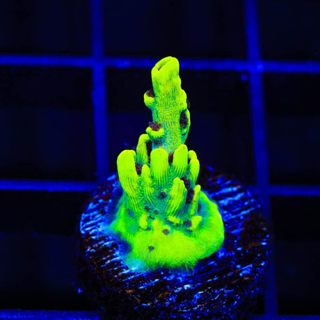 TSA Starlight Acropora Coral