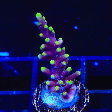 TSA Starlight Acropora Coral