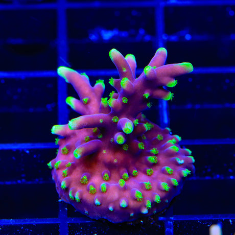 TSA Starlord Acropora Coral