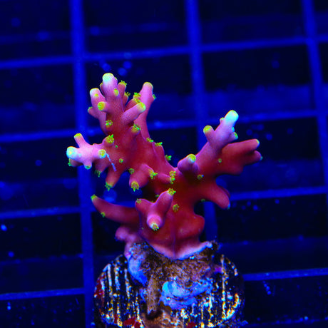TSA Starlord Acropora Coral
