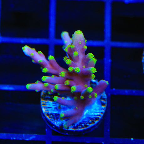 TSA Starlord Acropora Coral