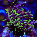TSA Starlord Acropora Coral