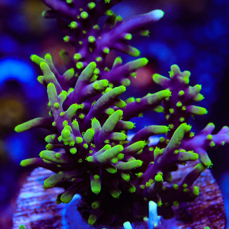 TSA Starlord Acropora Coral