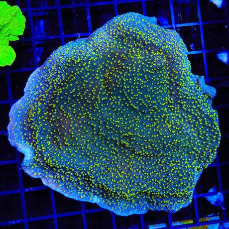 TSA Starry Night Montipora Cap Colony Coral