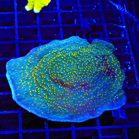 TSA Starry Night Montipora Cap XL Frag Coral