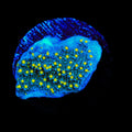 TSA Starry Night Montipora Coral