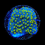 TSA Starry Night Montipora Coral
