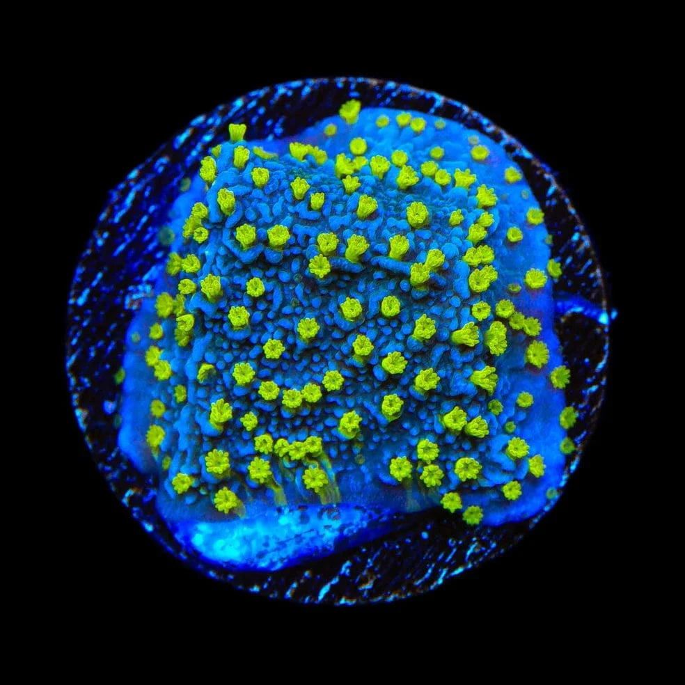 TSA Starry Night Montipora Coral