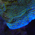 TSA Starry Night Montipora Coral