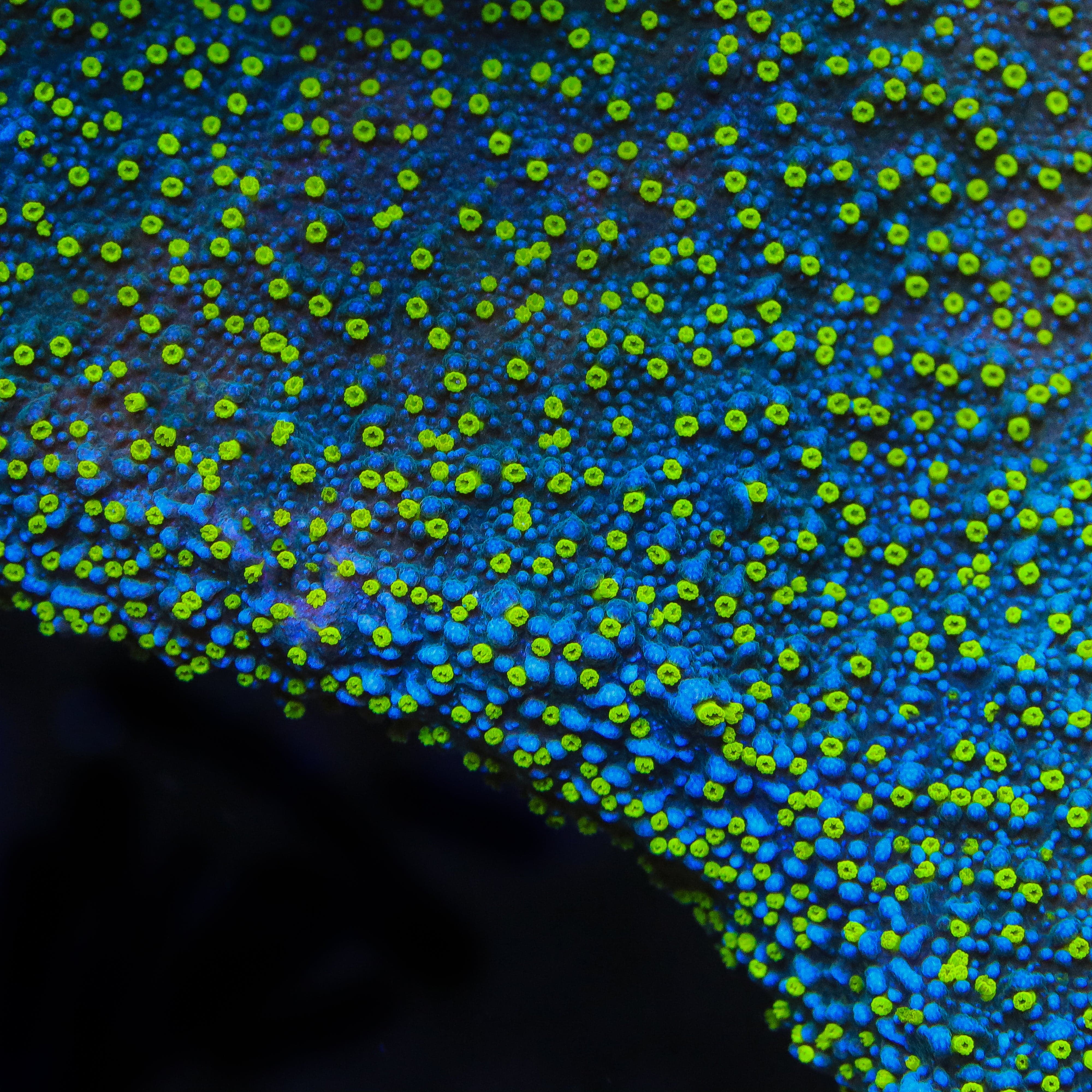 TSA Starry Night Montipora Coral – Top Shelf Aquatics
