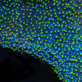 TSA Starry Night Montipora Coral