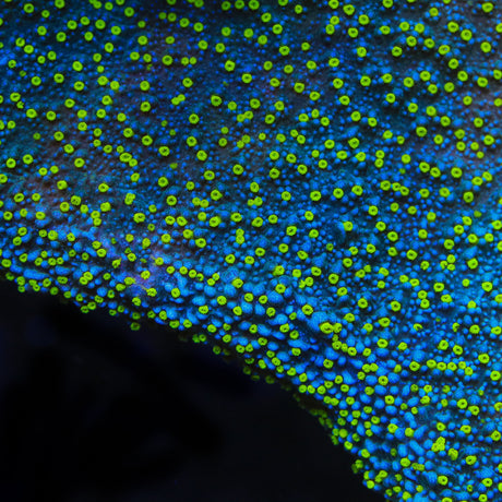 TSA Starry Night Montipora Coral