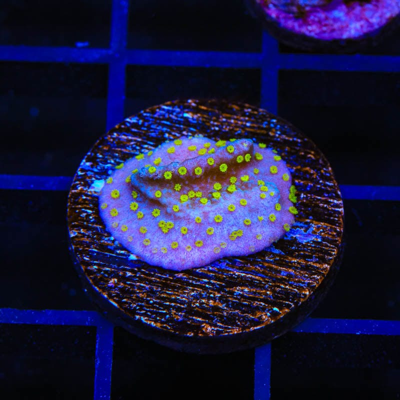 TSA Starry Night Montipora Coral