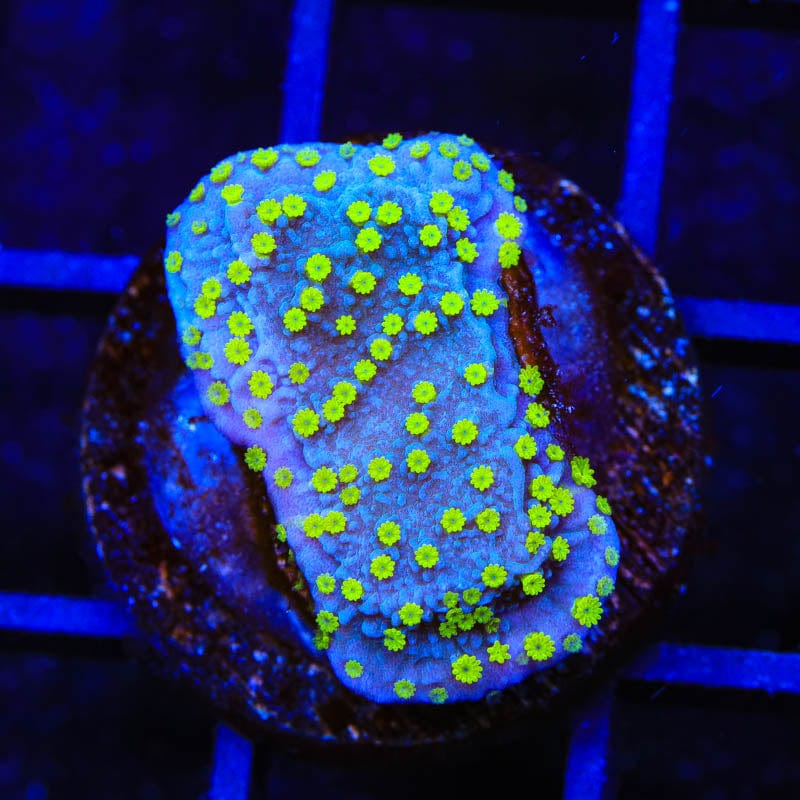 TSA Starry Night Montipora Coral