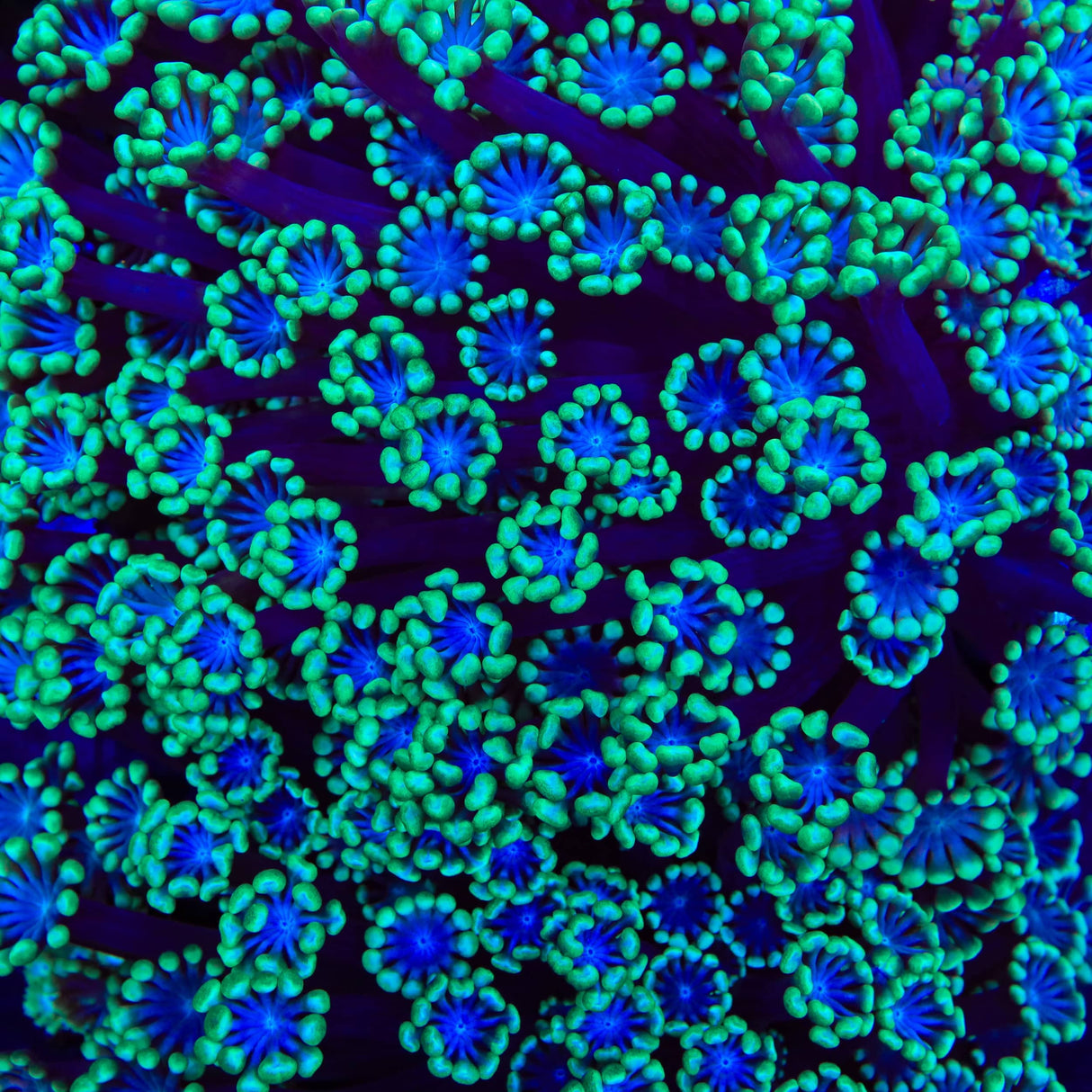 TSA Stitch Alveopora Coral