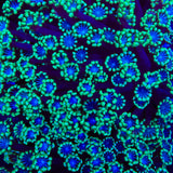 TSA Stitch Alveopora Coral