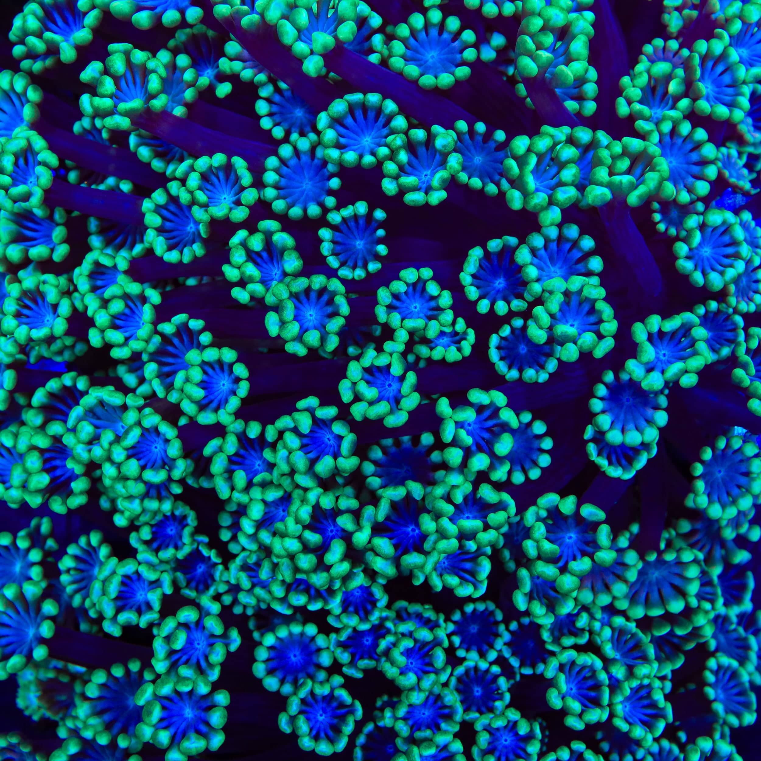 TSA Stitch Alveopora Coral