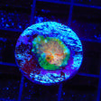 TSA Stop and Go Chalice Coral